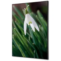 Showdown Displays Showdown Textile Wanddekoration Set A2 Blume Schneeglöckchen
