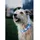 Trixie Flash Leuchtband Halsband Blau L-XL 70cm