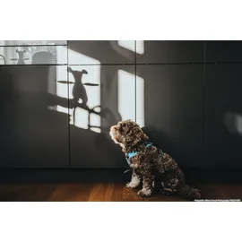 Hunter Divo Hundegeschirr hellblau/grau S-M