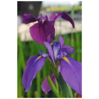 Pflanzen Für Dich Iris ensata p 0,5