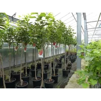 Grünwaren Kaki Baum 160-180 cm Sorte "Rojo Brilliante" Kakipflaume