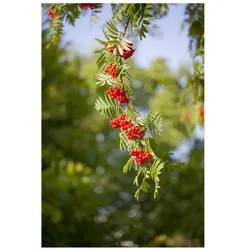 Sorbus aucuparia, Vogelbeere, 60–100 cm, robust und winterhart