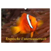 Calvendo Tropische Unterwasserwelt (Wandkalender 2026 DIN A3 quer), CALVENDO
