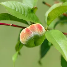 Plant in a Box - Pfirsichbaum - 2 Stk - Prunus persica 'Saturne' 2er Set Höhe 60-70cm
