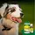 cdVet Bio Fell & Haut Vital Öl 50 ml