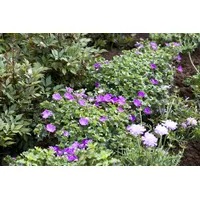 Pflanzen Für Dich Geranium sanguineum 'Max Frei', Blutstorchschnabel, ca.
