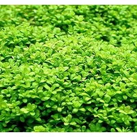 Tropica 1-2-GROW! Kuba Zwerg-Perlenkraut/Hemianthus callitri. Cuba