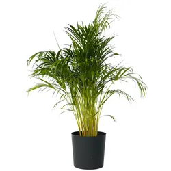 Plant in a Box Dypsis Lutescens - Areca palme - Goldfruchtpalme Höhe 140-150cm