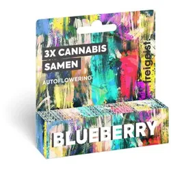 Freigeist Blueberry Autoflowering Cannabis Samen 3er Pack