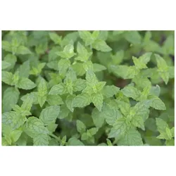 Mentha x piperita, Pfefferminze, aromatisch, ca. 9x9 cm Topf