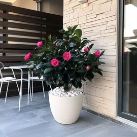 Plant in a Box - Camellia japonica 'Dr. King' Höhe 50-60cm