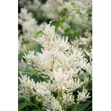 pflanzen-für-dich.de Pflanzen für Dich Staude Aconogonon speciosum Johanniswolke, 1 St., Kerzenknöterich, Silberkerzenknöterich weiß
