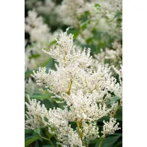 pflanzen-für-dich.de Pflanzen für Dich Staude Aconogonon speciosum Johanniswolke, 1 St., Kerzenknöterich, Silberkerzenknöterich weiß