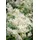pflanzen-für-dich.de Pflanzen für Dich Staude Aconogonon speciosum Johanniswolke, 1 St., Kerzenknöterich, Silberkerzenknöterich weiß