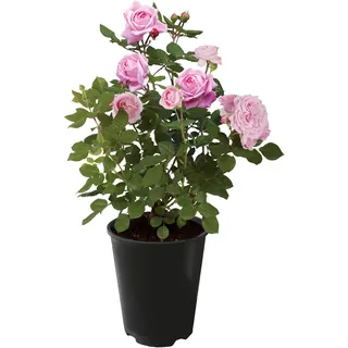 Tchibo - Rose »Gräfin Marie Henriette« - rosa