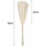 Intirilife Pampasgras 30 Stück in Weiß - 45 cm - Natürliche Trockenblume weiches nachhaltiges Schilfgras