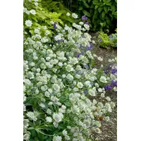 Pflanzen Für Dich Astrantia major 'Margery Fish', Sterndolde, rosa,