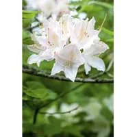 Pflanzen Für Dich Rhododendron luteum 'Whitethroat', gelb, 40–50 cm