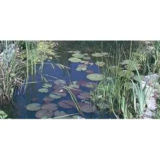 Anti Algen Set für den Teich, Wasserpflanzen, Schwimmpflanzen