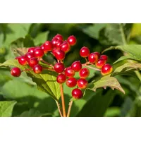 Pflanzen Für Dich Viburnum opulus, Gewöhnlicher Schneeball, 40–60 cm,
