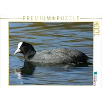 Calvendo Blässhuhn (Fulica atra) 1000 Teile Puzzle quer