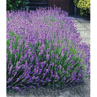 BALDUR Garten 3x Blauer Lavendel Duftlavendel, Pflanzen mit 9x9 cm-Topfballen, Lavandula intermedia 'Grosso', Lavendel Provence, winterharte Staud...