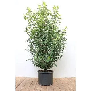 Prunus lusitanica 'Angustifolia' 125-150 cm - Portugiesischer Kirschlorbeer, immergrün, ideal als Hecke, pflegeleicht, winterhart