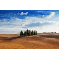 Fototapete PAPERMOON "Bäume in landschaft", bunt, B:5,00m L:2,80m, Vlies, Tapeten