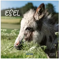 Korsch Verlag Esel 2026