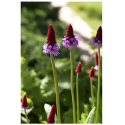 Primula vialii, Orchideenprimel, zweifarbig, ca. 9x9 cm Topf