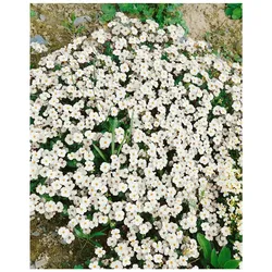 Aubrieta x cultorum 'Alba', Blaukissen, weiß, ca. 9x9 cm Topf