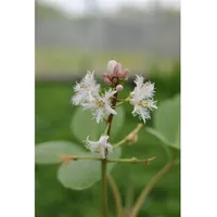 Pflanzen Für Dich Menyanthes trifoliata, Fieberklee, ca. 9x9 cm