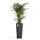 Ecopots Rotterdam High 32 x 32 x 70 cm Dunkelgrau