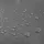 Bradas Gewebe-Schutzplane 4 x 5 m 120 g/qm