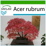 Saflax - Bonsai - - 20 Samen - Mit keimfreiem Anzuchtsubstrat