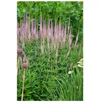 Pflanzen Für Dich Veronicastrum virginicum 'Roseum', rosa, ca. 9x9
