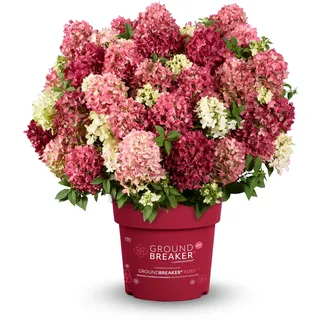 Tchibo - Rispenhortensie »Groundbreaker Ruby« - creme