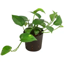 Dehner Efeutute, Epipremnum aureum, Hydrokultur, Grün, Gelb