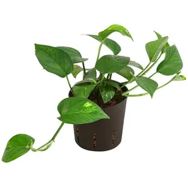 Dehner Efeutute, Epipremnum aureum, Hydrokultur, Grün, Gelb