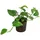 Dehner Efeutute, Epipremnum aureum, Hydrokultur, Grün, Gelb