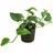 Dehner Efeutute, Epipremnum aureum, Hydrokultur, Grün, Gelb