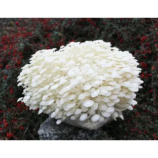 Enoki-Pilzzuchtkultur XXL, BIO