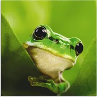 ARTland Artland, Bilder, Ausspähender Frosch T5VH (50 x 50