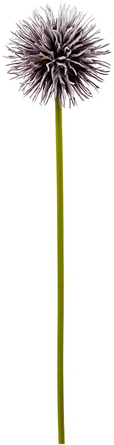 Allium 50cm violett