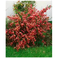 Pflanzen Für Dich Cytisus scoparius 'La Coquette', Besenginster, zweifarbig,