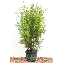 Pflanzen Für Dich Thuja occidentalis 'Brabant' 60–100 cm