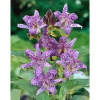 Pflanzen Für Dich Tricyrtis hirta, Krötenlilie, exotisch, ca. 9x9