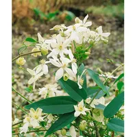 Pflanzen Für Dich Clematis armandii 'Snowdrift', immergrün, weiße Blüten,