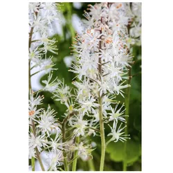 Tiarella cordifolia, Schaumblüte, ca. 9x9 cm Topf