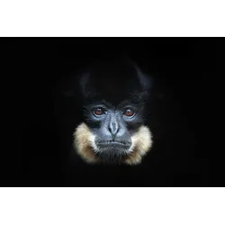 Fototapete PAPERMOON "GELBERCHEEKED GIBBON-MENSCHEN AFFE VIETNAM PORTRÄT", bunt, B:5,00m L:2,80m, Vlies, Tapeten